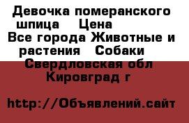 Девочка померанского шпица. › Цена ­ 40 000 - Все города Животные и растения » Собаки   . Свердловская обл.,Кировград г.